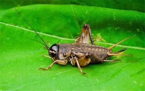 “蟋”和“蟀”能组成什么样的词？