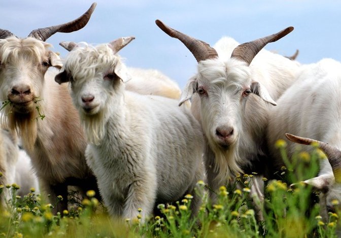 绿草如茵牛羊畅是什么生肖