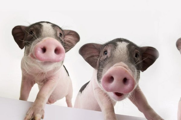 笑谈人生指什么生肖动物