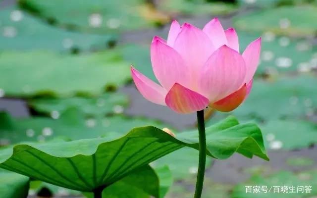 藕是荷花的哪个部分？根、茎、叶、果实？