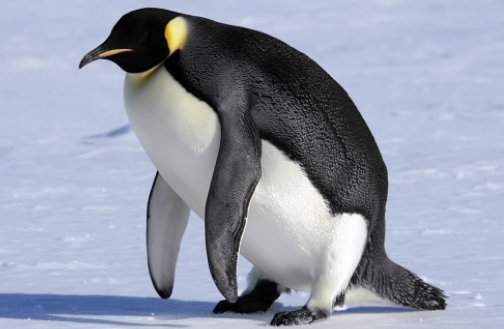 penguin什么意思中文翻译