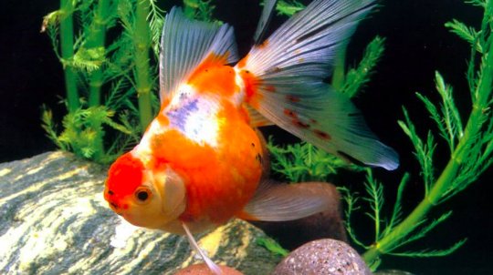 如果在黑暗的屋子里养金鱼，它身体的颜色会？