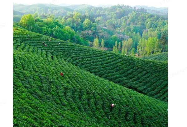 嫩芽研究院2021一二三地址