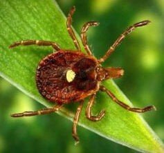 我的床最近发现了有一些红色的小虫，六足的，小小的，不知道为什么有的，我每天都打