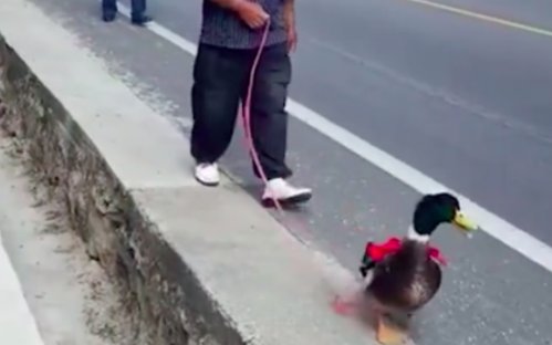 黔南一女子被婆家40多人盛装接亲，你觉得这样接亲有必要吗？