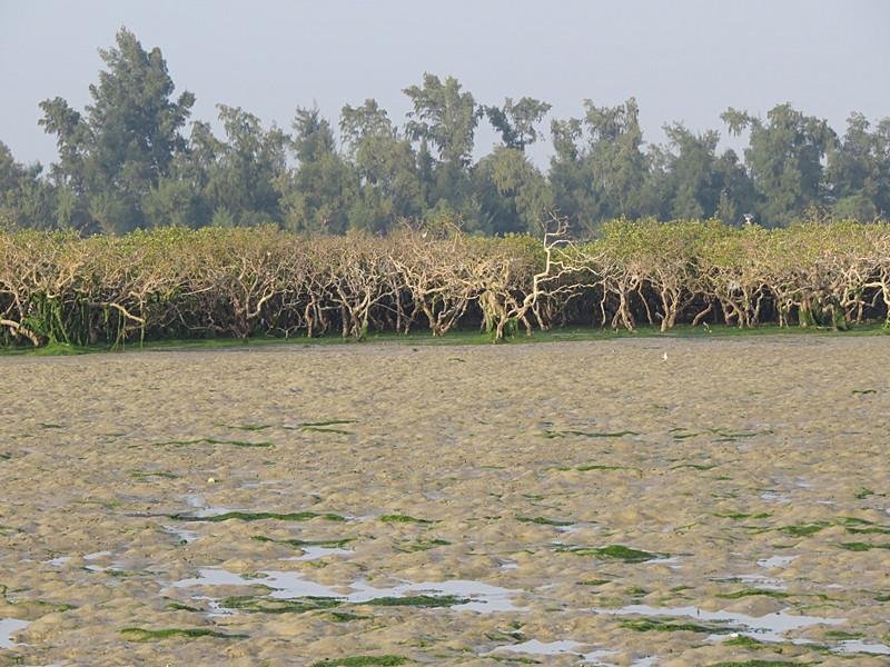 广西北海红树林大片消失！不是外来物种入侵，不是天灾，是什么原因呢？