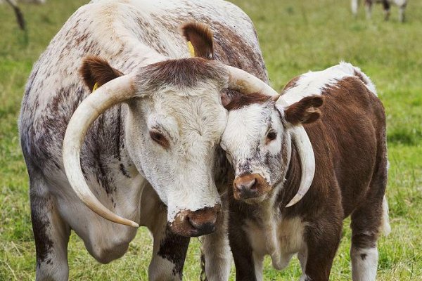 在牛的眼中你能看到什么颜色