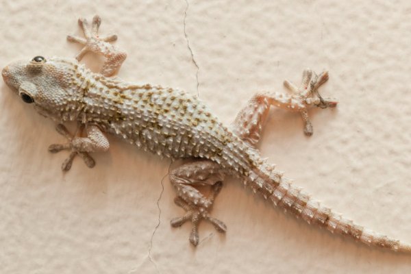 动物的尾巴都有什么作用用处