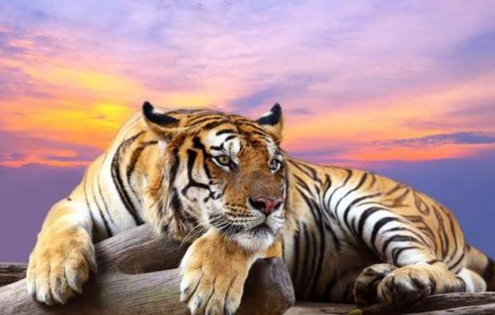 抓牛鼻子是什么生肖