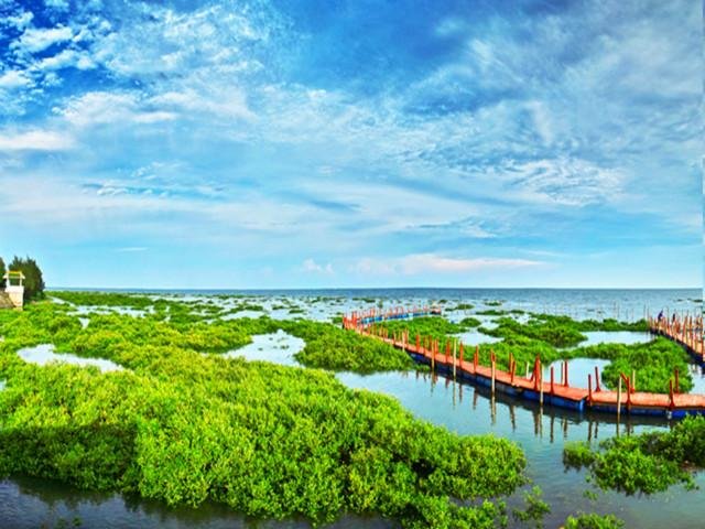 广西北海红树林大片消失！不是外来物种入侵，不是天灾，是什么原因呢？