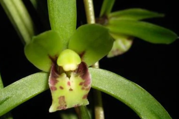 兰花的种类有哪些？