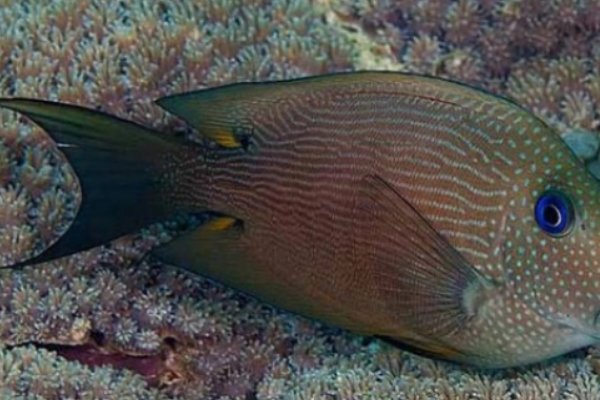 动物的尾巴都有什么作用用处