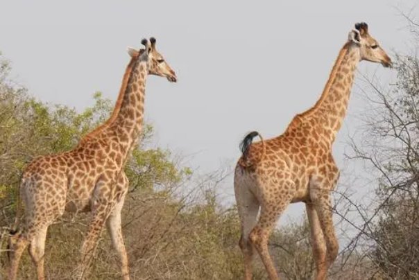 长颈鹿多久喝水