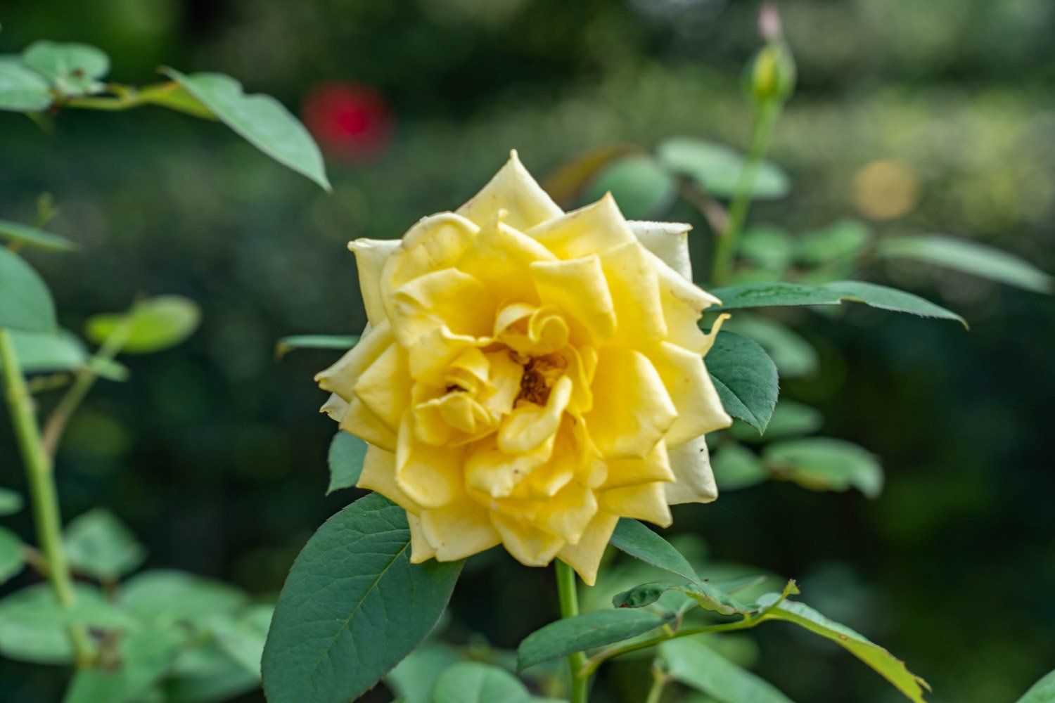 什么时候怎样种月季花最好？