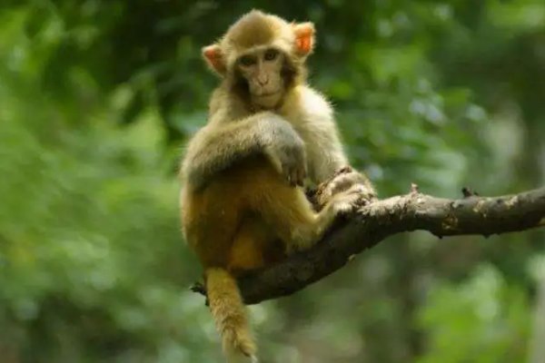 屹然挺立,打一生肖