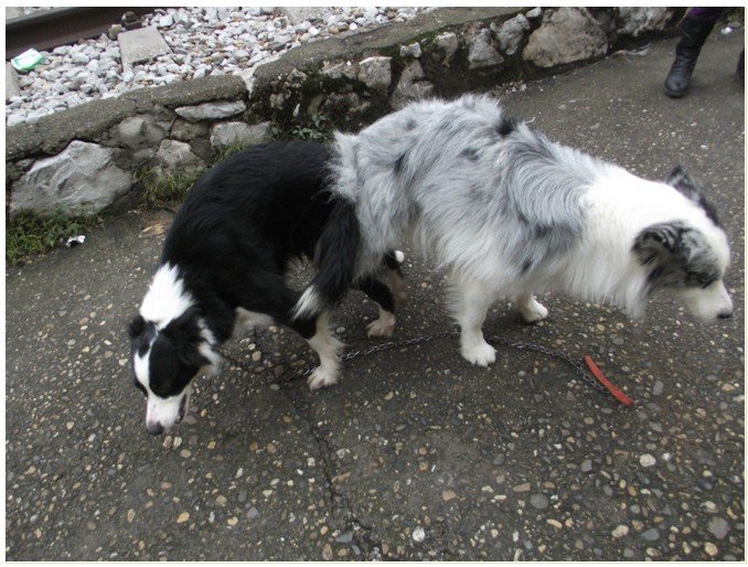 狗狗交配需要多长时间