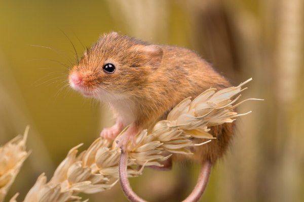 零零碎碎是什么生肖动物