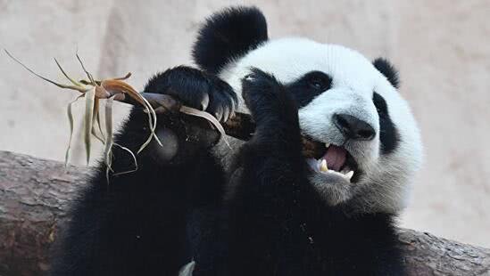 旅俄大熊猫“如意”雪地玩耍秀“功夫”，为何熊猫不怕冷？