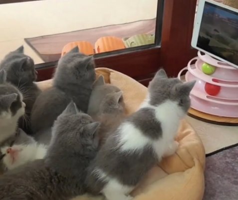 金华7只小猫全神贯注看《猫和老鼠》画面很治愈，它们真的能看懂吗？