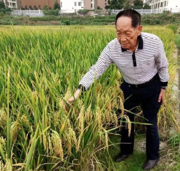 袁隆平雕像前布满花海，袁老究竟多受爱戴？