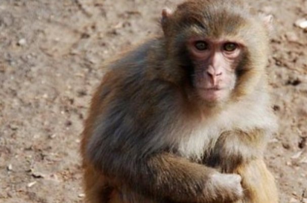 白吃干饭打一动物