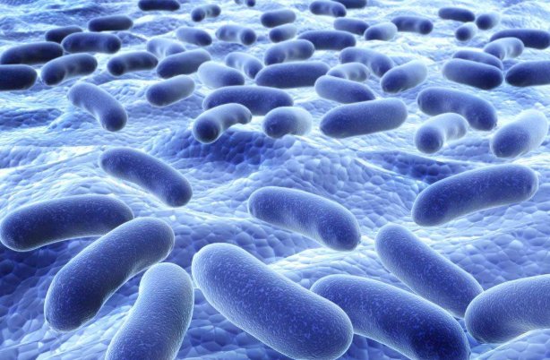 什么是分裂细胞的无丝分裂和二分裂？