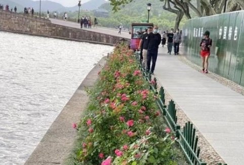 杭州西湖柳树被换成月季引发热议，管理方这种行为是出于什么考虑的？
