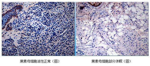 细胞再生素的详细信息