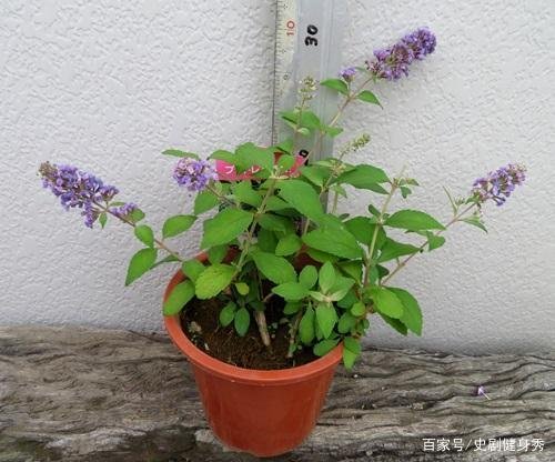 白蝴蝶枝条过于凌乱，应该如何修剪？