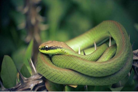 什么生肖最贪婪成性？