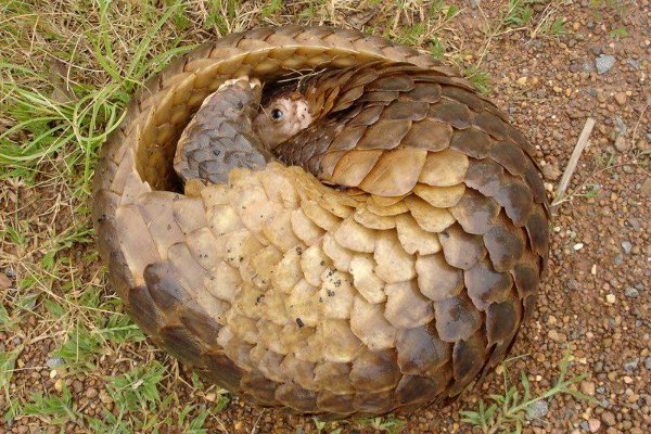 蚂蚁的天敌有哪些动物？