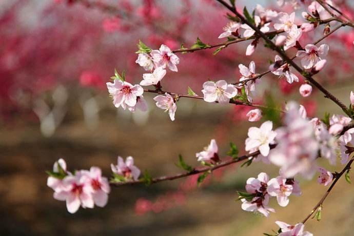 杏林指（ ）；桃李指（ ）；高足指（ ）；桑梓指（ ）；汗青指（ ）。