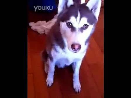 小哈米的创作经历