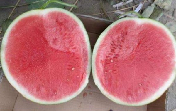 西瓜品种十大排行榜