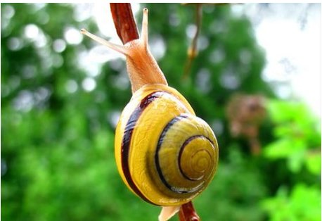 蜗牛如果失去了外壳，会发生什么？