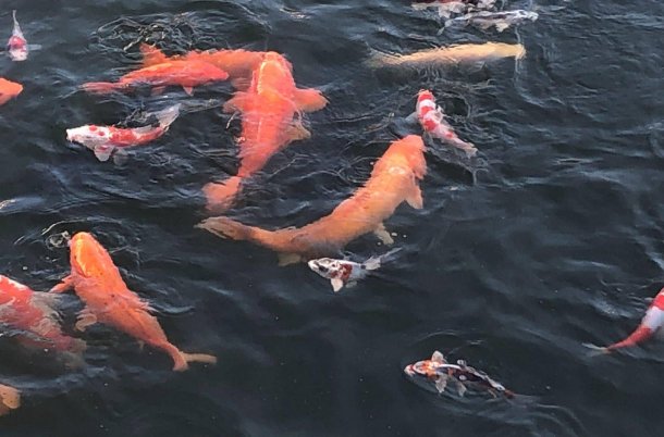 形容鱼儿在水里游来游去的优美句子