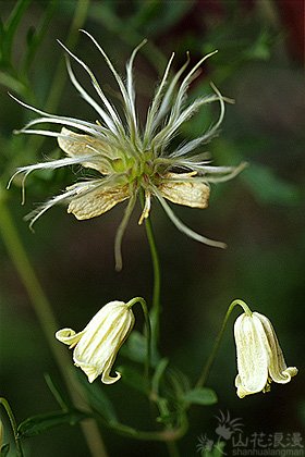 芹叶铁线莲的药用价值