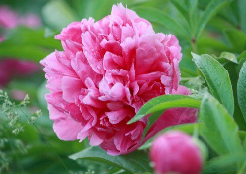 一天中按时间开的有什么花?