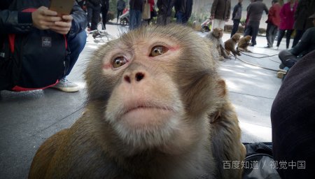 什么动物是红鼻子的？除了人