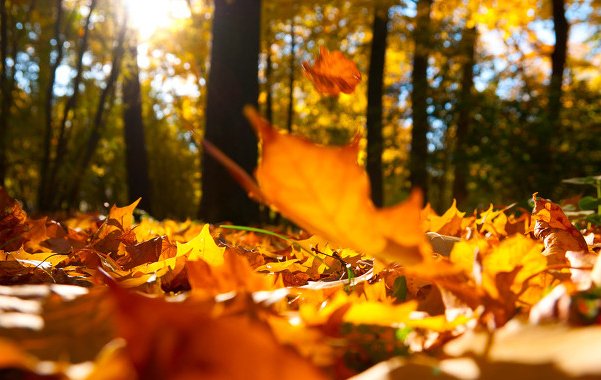 秋主肃杀什么意思