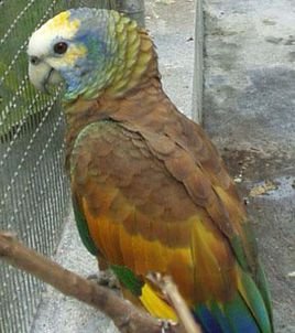 青绿顶亚马逊鹦鹉的种群现状