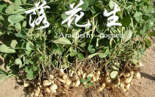 课文落花生中为什么说父亲出来很难得