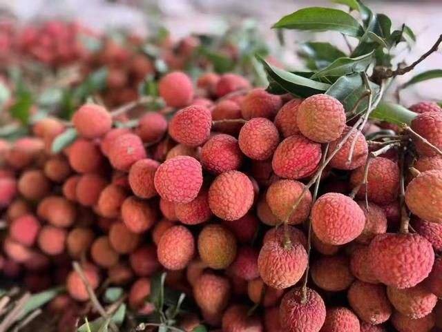 标价上千元一斤的挂绿荔枝，凭什么每市斤售价千元？