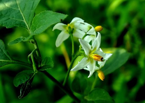 一天中按时间开的有什么花?