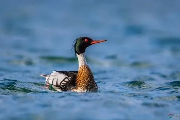 凫怎么读什么意思