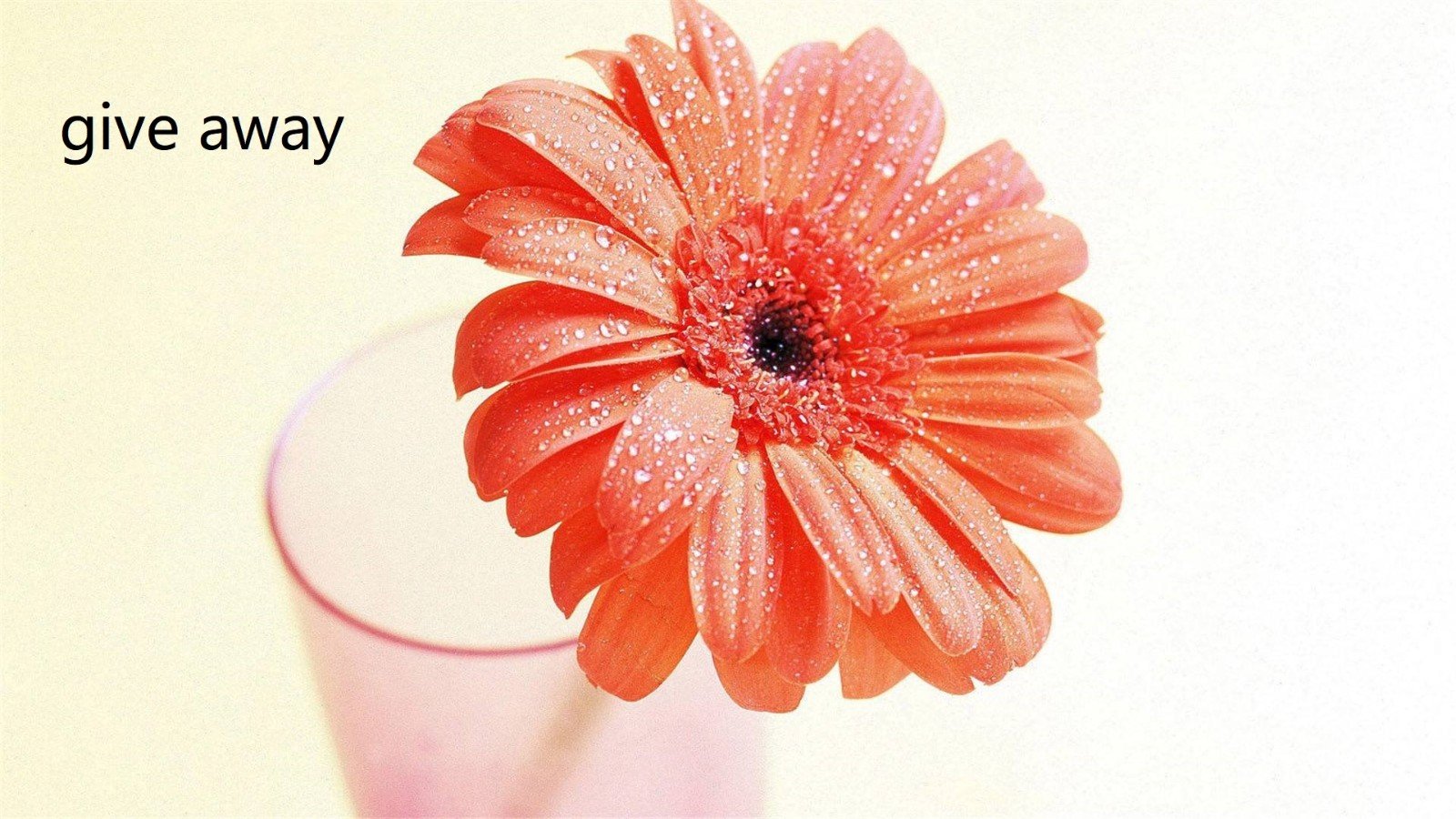 give away什么意思中文翻译