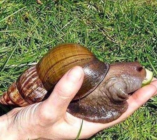 雨后有时会看到不少蜗牛爬到水泥墙上,是在吃墙补钙还是晾干身体？