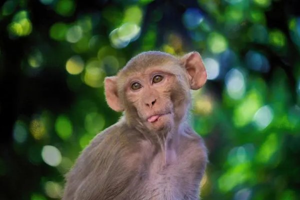 投机取巧三大生肖