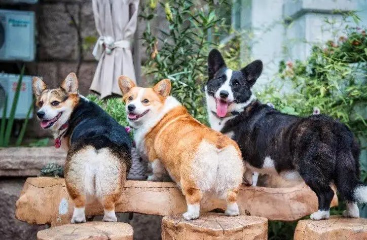 狗狗祟祟！柯基蹑手蹑脚潜到主人床边睡觉，如何理解它的这番举动？