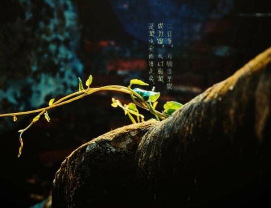 惊蛰为什么吃梨 惊蛰吃梨的典故和寓意你知道吗